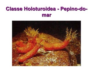 Classe Holoturoidea - Pepino-do-
              mar
 