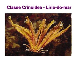 Classe Crinoidea - Lírio-do-mar
 