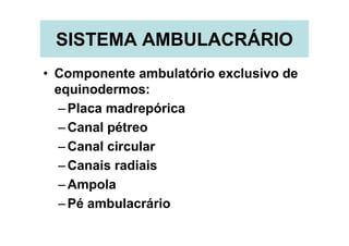 SISTEMA AMBULACRÁRIO
• Componente ambulatório exclusivo de
  equinodermos:
   – Placa madrepórica
   – Canal pétreo
   – Canal circular
   – Canais radiais
   – Ampola
   – Pé ambulacrário
 