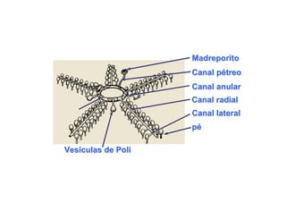 Madreporito
                    Canal pétreo
                          pétreo
                    Canal anular
                    Canal radial
                    Canal lateral
                    pé
                    pé

Vesículas de Poli
Vesículas
 