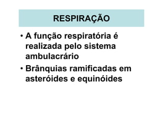 RESPIRAÇÃO

• A função respiratória é
  realizada pelo sistema
  ambulacrário
• Brânquias ramificadas em
  asteróides e equinóides
 