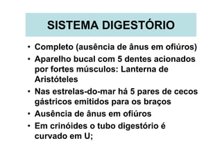 SISTEMA DIGESTÓRIO
• Completo (ausência de ânus em ofiúros)
• Aparelho bucal com 5 dentes acionados
  por fortes músculos: Lanterna de
  Aristóteles
• Nas estrelas-do-mar há 5 pares de cecos
  gástricos emitidos para os braços
• Ausência de ânus em ofiúros
• Em crinóides o tubo digestório é
  curvado em U;
 