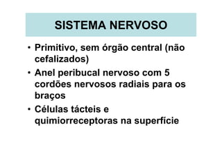 SISTEMA NERVOSO
• Primitivo, sem órgão central (não
  cefalizados)
• Anel peribucal nervoso com 5
  cordões nervosos radiais para os
  braços
• Células tácteis e
  quimiorreceptoras na superfície
 