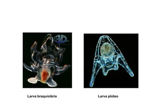 Larva braquiolária   Larva plúteo
 
