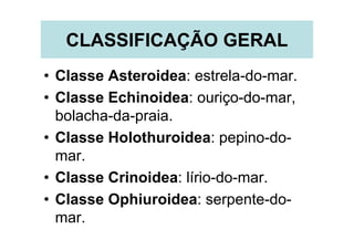 CLASSIFICAÇÃO GERAL
• Classe Asteroidea: estrela-do-mar.
• Classe Echinoidea: ouriço-do-mar,
  bolacha-da-praia.
• Classe Holothuroidea: pepino-do-
  mar.
• Classe Crinoidea: lírio-do-mar.
• Classe Ophiuroidea: serpente-do-
  mar.
 