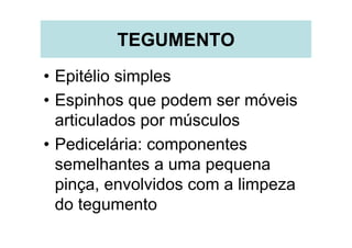 TEGUMENTO
• Epitélio simples
• Espinhos que podem ser móveis
  articulados por músculos
• Pedicelária: componentes
  semelhantes a uma pequena
  pinça, envolvidos com a limpeza
  do tegumento
 