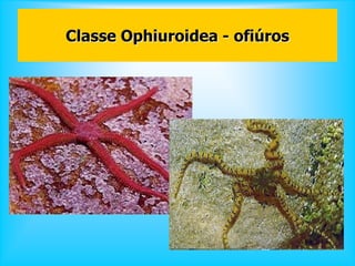 Classe Ophiuroidea - ofiúros
 
