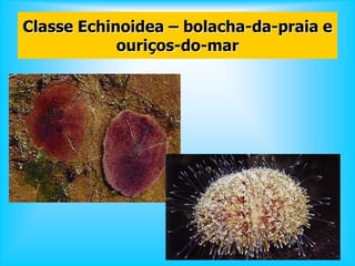 Classe Echinoidea – bolacha-da-praia e
ouriços-do-mar
 