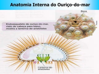 Anatomia Interna do Ouriço-do-mar
 