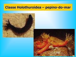 Classe Holothuroidea – pepino-do-mar
 
