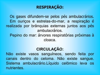 RESPIRAÇÃO:
Os gases difundem-se pelos pés ambulacrários.
Em ouriços e estrelas-do-mar, a respiração é
realizada por brânquias externas juntos aos pés
ambulacrários.
Pepino do mar: árvores respiratórias próximas à
cloaca.
CIRCULAÇÃO:
Não existe vasos sanguíneos, sendo feita por
canais dentro do celoma. Não existe sangue.
Sistema ambulacrário.Líquido celômico leva os
nutrientes.
 