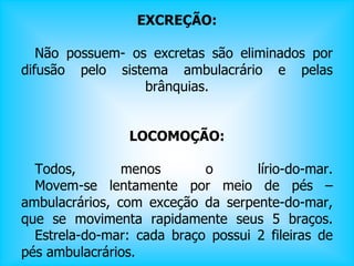 EXCREÇÃO:
Não possuem- os excretas são eliminados por
difusão pelo sistema ambulacrário e pelas
brânquias.
LOCOMOÇÃO:
Todos, menos o lírio-do-mar.
Movem-se lentamente por meio de pés –
ambulacrários, com exceção da serpente-do-mar,
que se movimenta rapidamente seus 5 braços.
Estrela-do-mar: cada braço possui 2 fileiras de
pés ambulacrários.
 