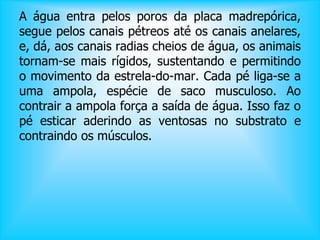 A água entra pelos poros da placa madrepórica,
segue pelos canais pétreos até os canais anelares,
e, dá, aos canais radias cheios de água, os animais
tornam-se mais rígidos, sustentando e permitindo
o movimento da estrela-do-mar. Cada pé liga-se a
uma ampola, espécie de saco musculoso. Ao
contrair a ampola força a saída de água. Isso faz o
pé esticar aderindo as ventosas no substrato e
contraindo os músculos.
 
