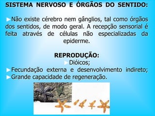 SISTEMA NERVOSO E ÓRGÃOS DO SENTIDO:
Não existe cérebro nem gânglios, tal como órgãos
dos sentidos, de modo geral. A recepção sensorial é
feita através de células não especializadas da
epiderme.
REPRODUÇÃO:
Dióicos;
Fecundação externa e desenvolvimento indireto;
Grande capacidade de regeneração.
 
