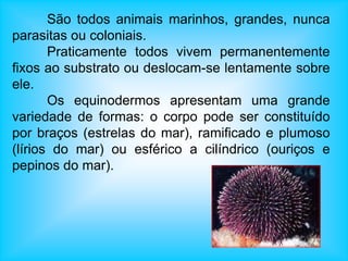São todos animais marinhos, grandes, nunca
parasitas ou coloniais.
Praticamente todos vivem permanentemente
fixos ao substrato ou deslocam-se lentamente sobre
ele.
Os equinodermos apresentam uma grande
variedade de formas: o corpo pode ser constituído
por braços (estrelas do mar), ramificado e plumoso
(lírios do mar) ou esférico a cilíndrico (ouriços e
pepinos do mar).
 