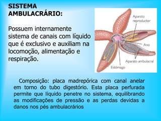 SISTEMA
AMBULACRÁRIO:
Possuem internamente
sistema de canais com líquido
que é exclusivo e auxiliam na
locomoção, alimentação e
respiração.
Composição: placa madrepórica com canal anelar
em torno do tubo digestório. Esta placa perfurada
permite que líquido penetre no sistema, equilibrando
as modificações de pressão e as perdas devidas a
danos nos pés ambulacrários
 