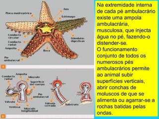 Na extremidade interna
de cada pé ambulacrário
existe uma ampola
ambulacrária,
musculosa, que injecta
água no pé, fazendo-o
distender-se.
O funcionamento
conjunto de todos os
numerosos pés
ambulacrários permite
ao animal subir
superfícies verticais,
abrir conchas de
moluscos de que se
alimenta ou agarrar-se a
rochas batidas pelas
ondas.
 