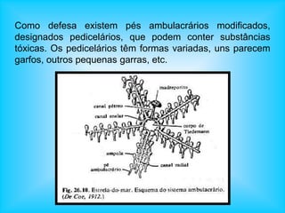 Como defesa existem pés ambulacrários modificados,
designados pedicelários, que podem conter substâncias
tóxicas. Os pedicelários têm formas variadas, uns parecem
garfos, outros pequenas garras, etc.
 