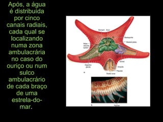 Após, a águaApós, a água
é distribuídaé distribuída
por cincopor cinco
canais radiais,canais radiais,
cada qual secada qual se
localizandolocalizando
numa zonanuma zona
ambulacráriaambulacrária
no caso dono caso do
ouriço ou numouriço ou num
sulcosulco
ambulacrárioambulacrário
de cada braçode cada braço
de umade uma
estrela-do-estrela-do-
marmar..
 