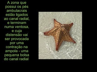 A zona queA zona que
possui os péspossui os pés
ambulacraisambulacrais
estão ligadosestão ligados
ao canal radial,ao canal radial,
e terminame terminam
numa ventosa,numa ventosa,
e cujae cuja
distensão vaidistensão vai
ser provocadaser provocada
por umapor uma
contração nacontração na
ampola - umaampola - uma
pequena bolsapequena bolsa
do canal radialdo canal radial
 