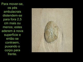 Para mover-se,Para mover-se,
os pésos pés
ambulacraisambulacrais
distendem-sedistendem-se
para fora 2,5para fora 2,5
cm mais oucm mais ou
menos; estesmenos; estes
aderem à novaaderem à nova
superfície esuperfície e
então seentão se
contraem,contraem,
puxando opuxando o
corpo paracorpo para
frente.frente.
 