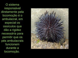 O sistemaO sistema
responsávelresponsável
diretamente peladiretamente pela
locomoção é olocomoção é o
ambulacral, emambulacral, em
especial osespecial os
ossículos queossículos que
dão a rigidezdão a rigidez
necessária paranecessária para
permitir que ospermitir que os
pés ambulacraispés ambulacrais
funcionemfuncionem
durante adurante a
locomoção.locomoção.
 