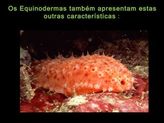 Os Equinodermas também apresentam estasOs Equinodermas também apresentam estas
outras característicasoutras características ::
 