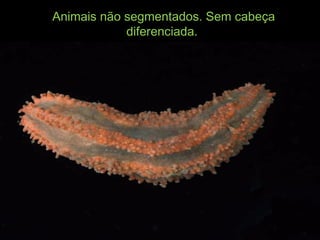 Animais não segmentados. Sem cabeçaAnimais não segmentados. Sem cabeça
diferenciada.diferenciada.
 