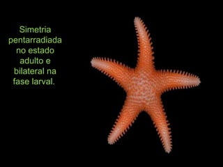 SimetriaSimetria
pentarradiadapentarradiada
no estadono estado
adulto eadulto e
bilateral nabilateral na
fase larval.fase larval.
 