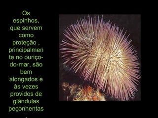 OsOs
espinhos,espinhos,
que servemque servem
comocomo
proteção ,proteção ,
principalmenprincipalmen
te no ouriço-te no ouriço-
do-mar, sãodo-mar, são
bembem
alongados ealongados e
às vezesàs vezes
providos deprovidos de
glândulasglândulas
peçonhentaspeçonhentas
.
 
