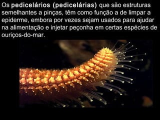 OsOs pedicelários (pedicelárias)pedicelários (pedicelárias) que são estruturasque são estruturas
semelhantes a pinças, têm como função a de limpar asemelhantes a pinças, têm como função a de limpar a
epiderme, embora por vezes sejam usados para ajudarepiderme, embora por vezes sejam usados para ajudar
na alimentação e injetar peçonha em certas espécies dena alimentação e injetar peçonha em certas espécies de
ouriços-do-mar.ouriços-do-mar.
 