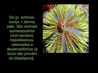 Do gr. echinos,Do gr. echinos,
ouriço + derma,ouriço + derma,
pele. São animaispele. São animais
eumetazoárioseumetazoários
(com tecidos),(com tecidos),
triploblásticos,triploblásticos,
celomados ecelomados e
deuterostômios (adeuterostômios (a
boca não provémboca não provém
do blastóporodo blastóporo).).
 