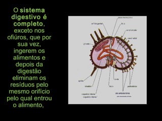 OO sistemasistema
digestivo édigestivo é
completocompleto,,
exceto nosexceto nos
ofiúros, que porofiúros, que por
sua vez,sua vez,
ingerem osingerem os
alimentos ealimentos e
depois dadepois da
digestãodigestão
eliminam oseliminam os
resíduos peloresíduos pelo
mesmo orifíciomesmo orifício
pelo qual entroupelo qual entrou
o alimento,o alimento,
 