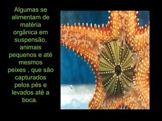Algumas seAlgumas se
alimentam dealimentam de
matériamatéria
orgânica emorgânica em
suspensão,suspensão,
animaisanimais
pequenos e atépequenos e até
mesmosmesmos
peixes , que sãopeixes , que são
capturadoscapturados
pelos pés epelos pés e
levados até alevados até a
boca.boca.
 