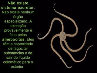 Não existeNão existe
sistema excretorsistema excretor ..
Não existe nenhumNão existe nenhum
órgãoórgão
especializado. Aespecializado. A
excreçãoexcreção
provavelmente éprovavelmente é
feita pelosfeita pelos
amebócitosamebócitos. Eles. Eles
têm a capacidadetêm a capacidade
de fagocitarde fagocitar
substâncias e desubstâncias e de
sair do líquidosair do líquido
celomático para ocelomático para o
exteriorexterior..
 