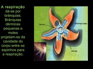 A respiraçãoA respiração
dá-se pordá-se por
brânquias.brânquias.
BrânquiasBrânquias
dérmicasdérmicas
pequenas epequenas e
molesmoles
projetam-se daprojetam-se da
cavidade docavidade do
corpo entre oscorpo entre os
espinhos paraespinhos para
a respiraçãoa respiração..
 