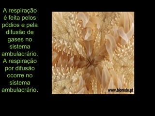 A respiraçãoA respiração
é feita pelosé feita pelos
pódios e pelapódios e pela
difusão dedifusão de
gases nogases no
sistemasistema
ambulacrário.ambulacrário.
A respiraçãoA respiração
por difusãopor difusão
ocorre noocorre no
sistemasistema
ambulacrárioambulacrário..
 