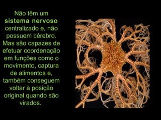 Não têm umNão têm um
sistema nervososistema nervoso
centralizado e, nãocentralizado e, não
possuem cérebro.possuem cérebro.
Mas são capazes deMas são capazes de
efetuar coordenaçãoefetuar coordenação
em funções como oem funções como o
movimento, capturamovimento, captura
de alimentos e,de alimentos e,
também conseguemtambém conseguem
voltar à posiçãovoltar à posição
original quando sãooriginal quando são
virados.virados.
 