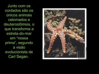 Junto com osJunto com os
cordados são oscordados são os
únicos animaisúnicos animais
celomados ecelomados e
deuterostômios, odeuterostômios, o
que transforma aque transforma a
estrela-do-marestrela-do-mar
em “nossaem “nossa
prima”, segundoprima”, segundo
a visãoa visão
evolucionista deevolucionista de
Carl Segan.Carl Segan.
 