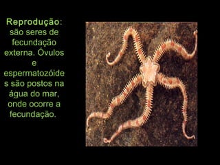 ReproduçãoReprodução::
são seres desão seres de
fecundaçãofecundação
externa. Óvulosexterna. Óvulos
ee
espermatozóideespermatozóide
s são postos nas são postos na
água do mar,água do mar,
onde ocorre aonde ocorre a
fecundação.fecundação.
 