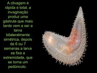 A clivagem éA clivagem é
rápida e total, arápida e total, a
invaginaçãoinvaginação
produz umaproduz uma
gástrula que maisgástrula que mais
tarde vem a ser atarde vem a ser a
larvalarva
bilateralmentebilateralmente
simétrica, depoissimétrica, depois
de 6 ou 7de 6 ou 7
semanas a larvasemanas a larva
se fixa ase fixa a
extremidade, queextremidade, que
se torna umse torna um
pedúnculo.pedúnculo.
 