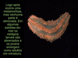 Logo apósLogo após
ocorre umaocorre uma
metamorfose,metamorfose,
mas nenhumamas nenhuma
parte éparte é
eliminada. Emeliminada. Em
algumasalgumas
estrelas-do-estrelas-do-
mar osmar os
estágiosestágios
larvais sãolarvais são
abreviados eabreviados e
os jovensos jovens
emergememergem
como adultoscomo adultos
em miniatura.em miniatura.
 