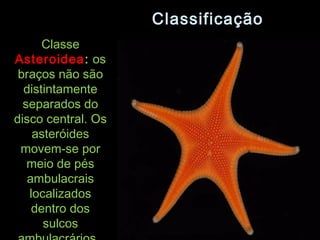 ClassificaçãoClassificação
ClasseClasse
AsteroideaAsteroidea:: osos
braços não sãobraços não são
distintamentedistintamente
separados doseparados do
disco central. Osdisco central. Os
asteróidesasteróides
movem-se pormovem-se por
meio de pésmeio de pés
ambulacraisambulacrais
localizadoslocalizados
dentro dosdentro dos
sulcossulcos
 