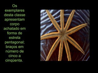 OsOs
exemplaresexemplares
desta classedesta classe
apresentamapresentam
corpocorpo
achatado emachatado em
forma deforma de
estrelaestrela
pentagonal;pentagonal;
braços embraços em
número denúmero de
cinco acinco a
cinqüenta.cinqüenta.
 