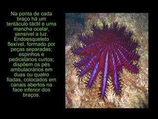 Na ponta de cadaNa ponta de cada
braço há umbraço há um
tentáculo táctil e umatentáculo táctil e uma
mancha ocelar,mancha ocelar,
sensível a luz.sensível a luz.
EndoesqueletoEndoesqueleto
flexível, formado porflexível, formado por
peças separadas;peças separadas;
espinhos eespinhos e
pedicelários curtos;pedicelários curtos;
dispõem os pésdispõem os pés
ambulacrários emambulacrários em
duas ou quatroduas ou quatro
fiadas, colocados emfiadas, colocados em
canais abertos nacanais abertos na
face inferior dosface inferior dos
braços.braços.
 