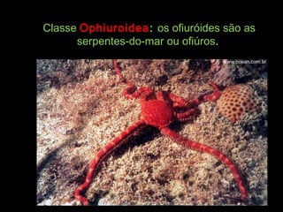 ClasseClasse OphiuroideaOphiuroidea:: os ofiuróides são asos ofiuróides são as
serpentes-do-mar ou ofiúrosserpentes-do-mar ou ofiúros..
 