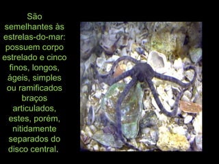 SãoSão
semelhantes àssemelhantes às
estrelas-do-mar:estrelas-do-mar:
possuem corpopossuem corpo
estrelado e cincoestrelado e cinco
finos, longos,finos, longos,
ágeis, simpleságeis, simples
ou ramificadosou ramificados
braçosbraços
articulados,articulados,
estes, porém,estes, porém,
nitidamentenitidamente
separados doseparados do
disco centraldisco central..
 