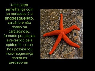 Uma outraUma outra
semelhança comsemelhança com
os cordados é oos cordados é o
endoesqueletoendoesqueleto,,
calcário e nãocalcário e não
ósseo ouósseo ou
cartilaginoso,cartilaginoso,
formado por placasformado por placas
e revestido pelae revestido pela
epiderme, o queepiderme, o que
lhes possibilitoulhes possibilitou
maior segurançamaior segurança
contra oscontra os
predadores.predadores.
 