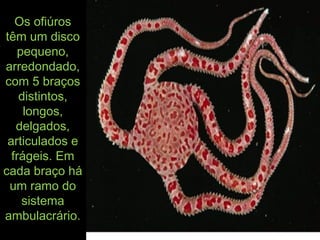 Os ofiúrosOs ofiúros
têm um discotêm um disco
pequeno,pequeno,
arredondado,arredondado,
com 5 braçoscom 5 braços
distintos,distintos,
longos,longos,
delgados,delgados,
articulados earticulados e
frágeis. Emfrágeis. Em
cada braço hácada braço há
um ramo doum ramo do
sistemasistema
ambulacrário.ambulacrário.
 