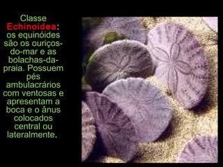 ClasseClasse
EchinoideaEchinoidea::
os equinóidesos equinóides
são os ouriços-são os ouriços-
do-mar e asdo-mar e as
bolachas-da-bolachas-da-
praia. Possuempraia. Possuem
péspés
ambulacráriosambulacrários
com ventosas ecom ventosas e
apresentam aapresentam a
boca e o ânusboca e o ânus
colocadoscolocados
central oucentral ou
lateralmentelateralmente..
 